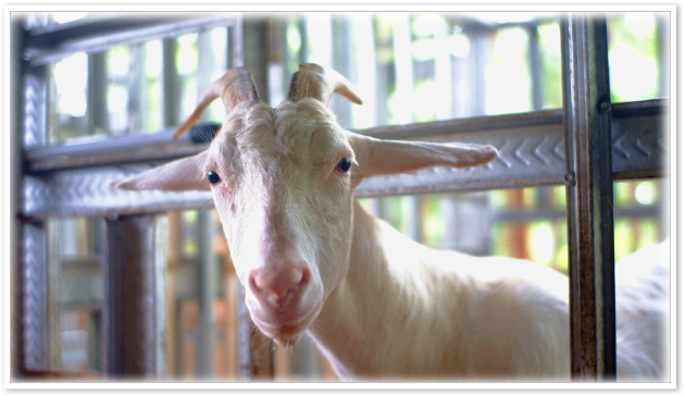 Keberkahan pada Ternak Kambing